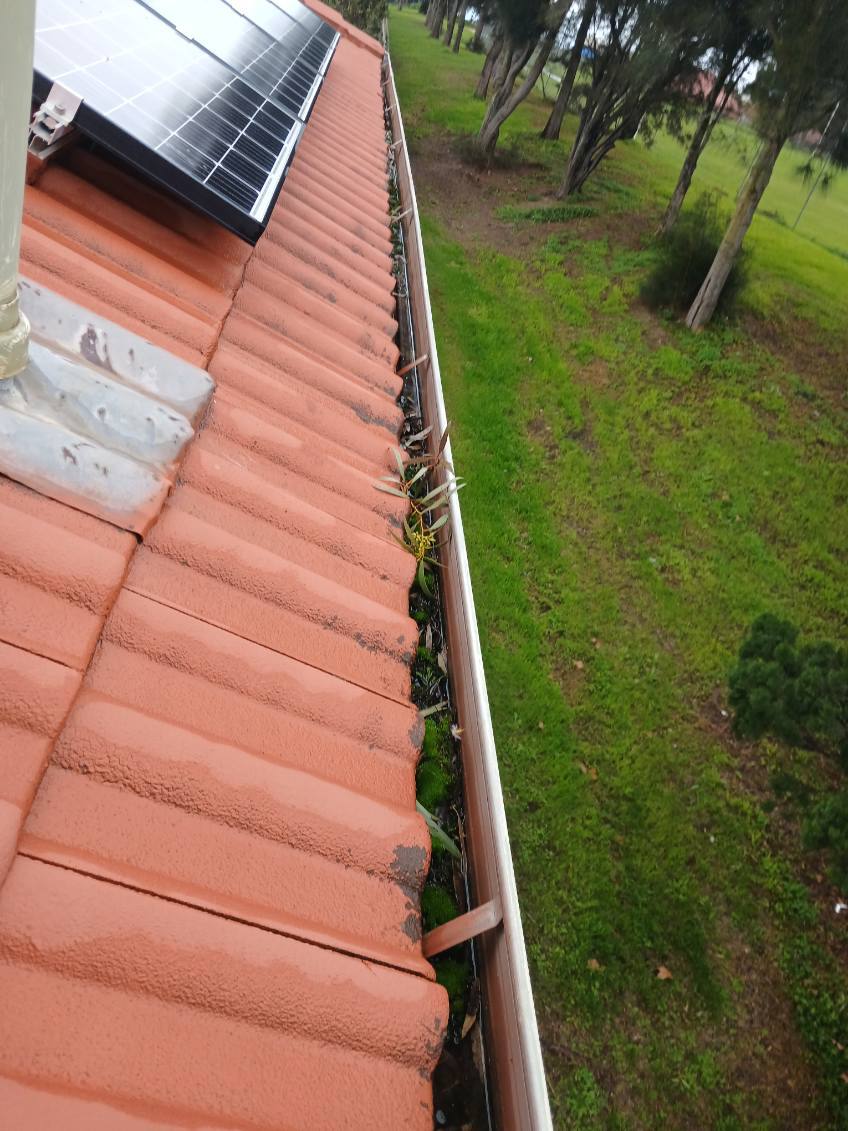 Gutter with leaves and debris
